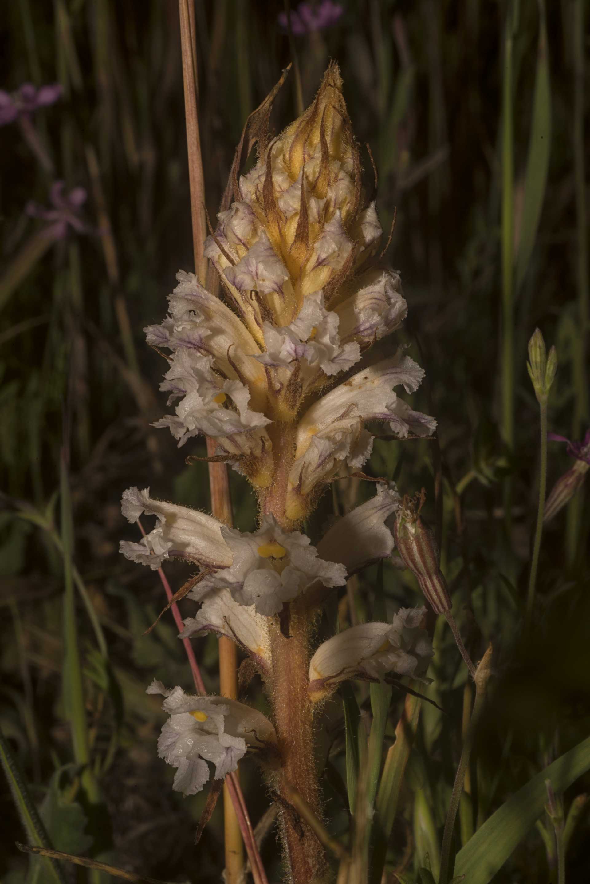 L''orobanche, la pianta strozza-legumi